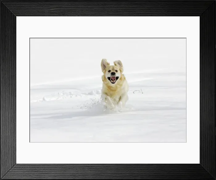 Framed Print : Dog - Golden Retriever - running through deep snow towards camera Framed Print : Dog - Golden Retriever - running through deep snow towards camera
