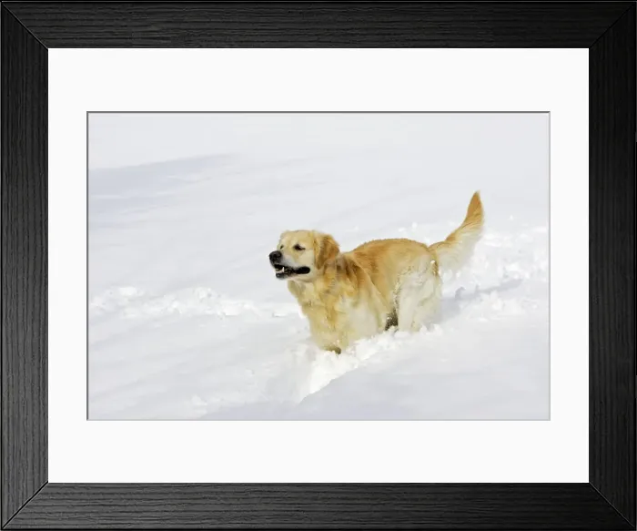 Framed Print : Dog - Golden Retriever - running through deep snow Framed Print : Dog - Golden Retriever - running through deep snow