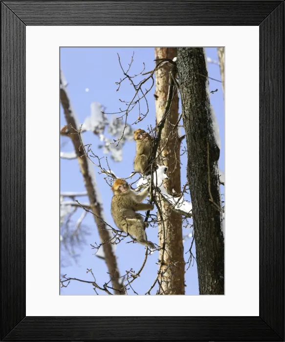 Framed Print : Barbary Macaque / Barbary Ape / Rock Ape - two in tree. Mountain of Monkeys - Kientzheim - Alsace - France. Calling this species an ape is misleading for though it lacks a tail as do apes it is in fact a macaque Framed Print : Barbary Macaque / Barbary Ape / Rock Ape - two in tree. Mountain of Monkeys - Kientzheim - Alsace - France. Calling this species an ape is misleading for though it lacks a tail as do apes it is in fact a macaque
