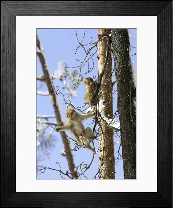 Framed Print : Barbary Macaque / Barbary Ape / Rock Ape - two feeding in tree. Mountain of Monkeys - Kientzheim - Alsace - France. Calling this species an ape is misleading for though it lacks a tail as do apes it is in fact a macaque Framed Print : Barbary Macaque / Barbary Ape / Rock Ape - two feeding in tree. Mountain of Monkeys - Kientzheim - Alsace - France. Calling this species an ape is misleading for though it lacks a tail as do apes it is in fact a macaque