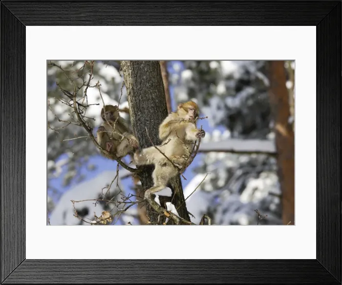 Framed Print : Barbary Macaque / Barbary Ape / Rock Ape - two feeding in tree. Mountain of Monkeys - Kientzheim - Alsace - France. Calling this species an ape is misleading for though it lacks a tail as do apes it is in fact a macaque Framed Print : Barbary Macaque / Barbary Ape / Rock Ape - two feeding in tree. Mountain of Monkeys - Kientzheim - Alsace - France. Calling this species an ape is misleading for though it lacks a tail as do apes it is in fact a macaque