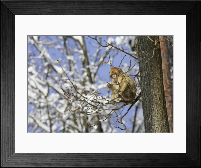 Framed Print : Barbary Macaque / Barbary Ape / Rock Ape - resting in tree. Mountain of Monkeys - Kientzheim - Alsace - France. Calling this species an ape is misleading for though it lacks a tail as do apes it is in fact a macaque Framed Print : Barbary Macaque / Barbary Ape / Rock Ape - resting in tree. Mountain of Monkeys - Kientzheim - Alsace - France. Calling this species an ape is misleading for though it lacks a tail as do apes it is in fact a macaque
