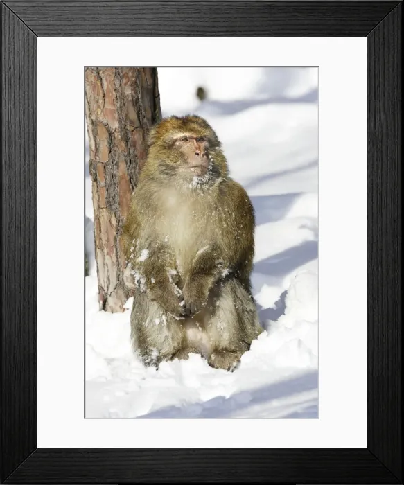 Framed Print : Barbary Macaque / Barbary Ape / Rock Ape - sitting in snow. Mountain of Monkeys - Kientzheim - Alsace - France. Calling this species an ape is misleading for though it lacks a tail as do apes it is in fact a macaque Framed Print : Barbary Macaque / Barbary Ape / Rock Ape - sitting in snow. Mountain of Monkeys - Kientzheim - Alsace - France. Calling this species an ape is misleading for though it lacks a tail as do apes it is in fact a macaque