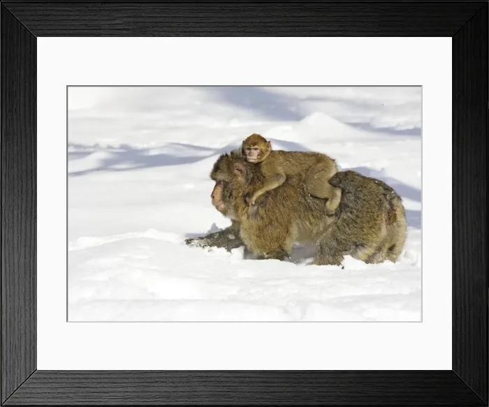 Framed Print : Barbary Macaque / Barbary Ape / Rock Ape - adult walking through snow with baby on back. Mountain of Monkeys - Kientzheim - Alsace - France. Calling this species an ape is misleading for though it lacks a tail as do apes it is in fact a macaque Framed Print : Barbary Macaque / Barbary Ape / Rock Ape - adult walking through snow with baby on back. Mountain of Monkeys - Kientzheim - Alsace - France. Calling this species an ape is misleading for though it lacks a tail as do apes it is in fact a macaque