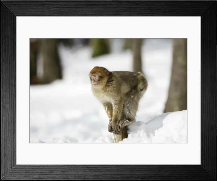 Framed Print : Barbary Macaque / Barbary Ape / Rock Ape - sleeping / communication. Mountain of Monkeys - Kientzheim - Alsace - France. Calling this species an ape is misleading for though it lacks a tail as do apes it is in fact a macaque Framed Print : Barbary Macaque / Barbary Ape / Rock Ape - sleeping / communication. Mountain of Monkeys - Kientzheim - Alsace - France. Calling this species an ape is misleading for though it lacks a tail as do apes it is in fact a macaque