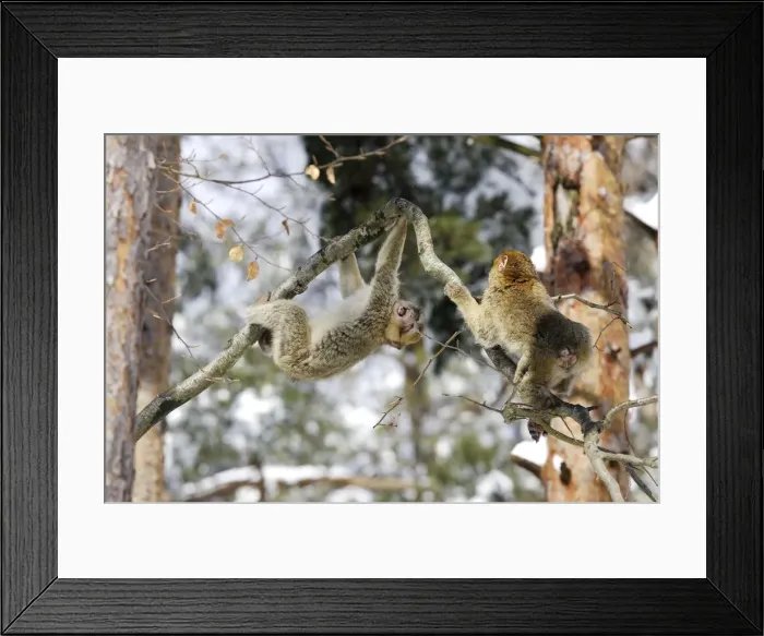 Framed Print : Barbary Macaque / Barbary Ape / Rock Ape - two playing / fighting in tree. Mountain of Monkeys - Kientzheim - Alsace - France. Calling this species an ape is misleading for though it lacks a tail as do apes it is in fact a macaque Framed Print : Barbary Macaque / Barbary Ape / Rock Ape - two playing / fighting in tree. Mountain of Monkeys - Kientzheim - Alsace - France. Calling this species an ape is misleading for though it lacks a tail as do apes it is in fact a macaque