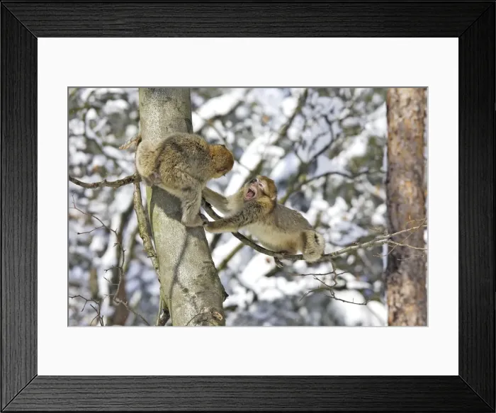 Framed Print : Barbary Macaque / Barbary Ape / Rock Ape - two playing / fighting in tree. Mountain of Monkeys - Kientzheim - Alsace - France. Calling this species an ape is misleading for though it lacks a tail as do apes it is in fact a macaque Framed Print : Barbary Macaque / Barbary Ape / Rock Ape - two playing / fighting in tree. Mountain of Monkeys - Kientzheim - Alsace - France. Calling this species an ape is misleading for though it lacks a tail as do apes it is in fact a macaque