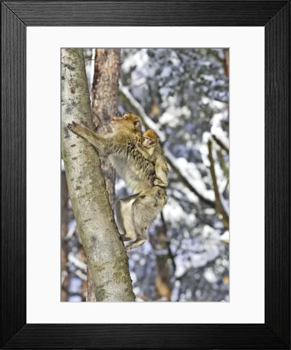 Framed Print : Barbary Macaque / Barbary Ape / Rock Ape - adult climbing up tree with baby on back. Mountain of Monkeys - Kientzheim - Alsace - France. Calling this species an ape is misleading for though it lacks a tail as do apes it is in fact a macaque Framed Print : Barbary Macaque / Barbary Ape / Rock Ape - adult climbing up tree with baby on back. Mountain of Monkeys - Kientzheim - Alsace - France. Calling this species an ape is misleading for though it lacks a tail as do apes it is in fact a macaque