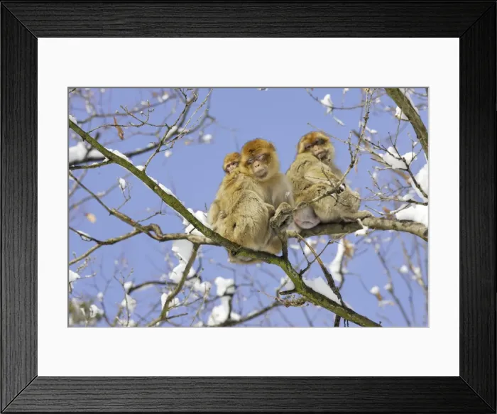 Framed Print : Barbary Macaque / Barbary Ape / Rock Ape - three resting in tree. Mountain of Monkeys - Kientzheim - Alsace - France. Calling this species an ape is misleading for though it lacks a tail as do apes it is in fact a macaque Framed Print : Barbary Macaque / Barbary Ape / Rock Ape - three resting in tree. Mountain of Monkeys - Kientzheim - Alsace - France. Calling this species an ape is misleading for though it lacks a tail as do apes it is in fact a macaque