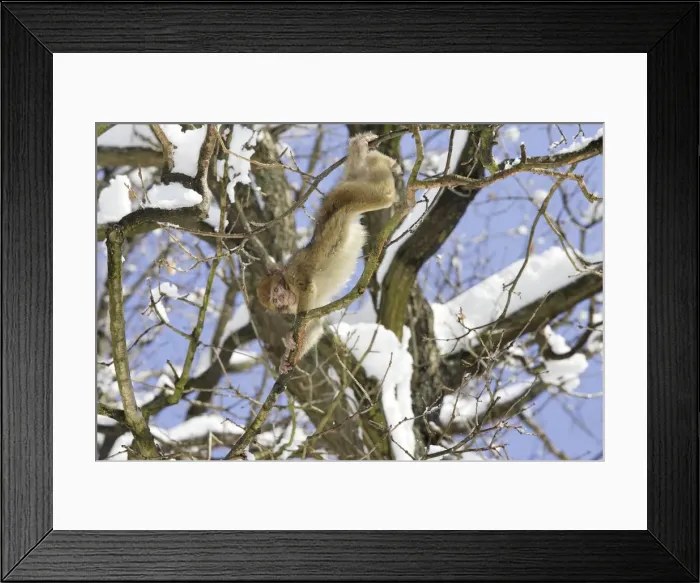 Framed Print : Barbary Macaque / Barbary Ape / Rock Ape - in tree. Mountain of Monkeys - Kientzheim - Alsace - France. Calling this species an ape is misleading for though it lacks a tail as do apes it is in fact a macaque Framed Print : Barbary Macaque / Barbary Ape / Rock Ape - in tree. Mountain of Monkeys - Kientzheim - Alsace - France. Calling this species an ape is misleading for though it lacks a tail as do apes it is in fact a macaque