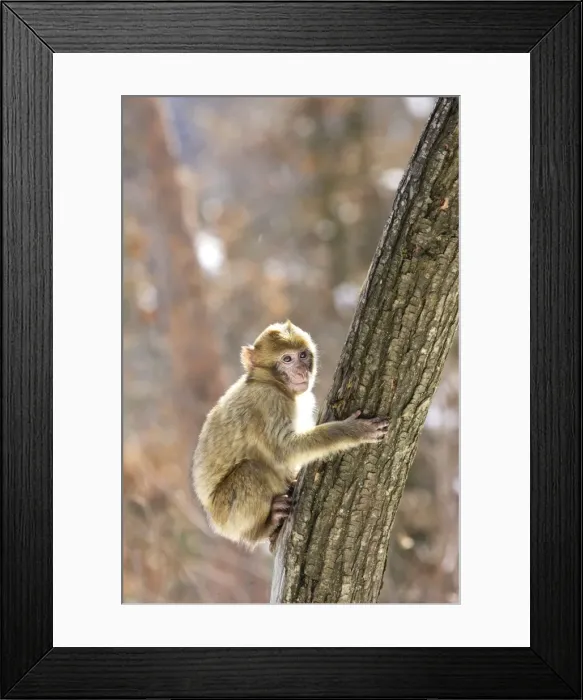Framed Print : Barbary Macaque / Barbary Ape / Rock Ape - perched in tree. Mountain of Monkeys - Kientzheim - Alsace - France. Calling this species an ape is misleading for though it lacks a tail as do apes it is in fact a macaque Framed Print : Barbary Macaque / Barbary Ape / Rock Ape - perched in tree. Mountain of Monkeys - Kientzheim - Alsace - France. Calling this species an ape is misleading for though it lacks a tail as do apes it is in fact a macaque