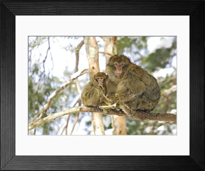 Framed Print : Barbary Macaque / Barbary Ape / Rock Ape - adult and young in tree. Mountain of Monkeys - Kientzheim - Alsace - France. Calling this species an ape is misleading for though it lacks a tail as do apes it is in fact a macaque Framed Print : Barbary Macaque / Barbary Ape / Rock Ape - adult and young in tree. Mountain of Monkeys - Kientzheim - Alsace - France. Calling this species an ape is misleading for though it lacks a tail as do apes it is in fact a macaque