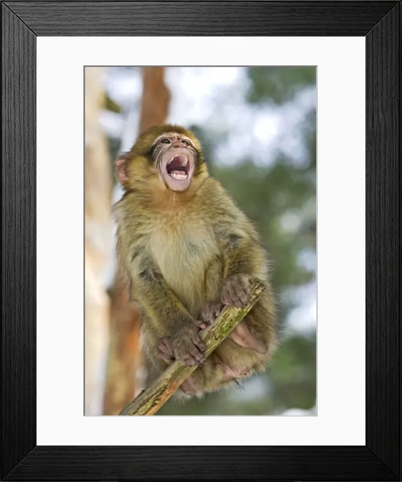 Framed Print : Barbary Macaque / Barbary Ape / Rock Ape - young calling. Mountain of Monkeys - Kientzheim - Alsace - France. Calling this species an ape is misleading for though it lacks a tail as do apes it is in fact a macaque Framed Print : Barbary Macaque / Barbary Ape / Rock Ape - young calling. Mountain of Monkeys - Kientzheim - Alsace - France. Calling this species an ape is misleading for though it lacks a tail as do apes it is in fact a macaque