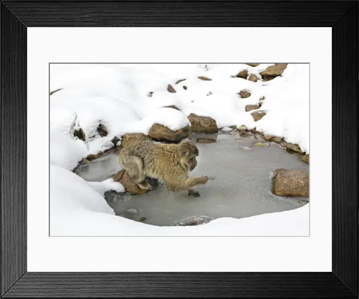 Framed Print : Barbary Macaque / Barbary Ape / Rock Ape - standing on frozen pool of water. Mountain of Monkeys - Kientzheim - Alsace - France. Calling this species an ape is misleading for though it lacks a tail as do apes it is in fact a macaque Framed Print : Barbary Macaque / Barbary Ape / Rock Ape - standing on frozen pool of water. Mountain of Monkeys - Kientzheim - Alsace - France. Calling this species an ape is misleading for though it lacks a tail as do apes it is in fact a macaque