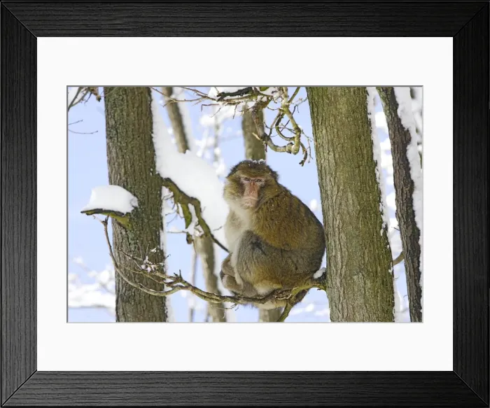 Framed Print : Barbary Macaque / Barbary Ape / Rock Ape - sitting in tree. Mountain of Monkeys - Kientzheim - Alsace - France. Calling this species an ape is misleading for though it lacks a tail as do apes it is in fact a macaque Framed Print : Barbary Macaque / Barbary Ape / Rock Ape - sitting in tree. Mountain of Monkeys - Kientzheim - Alsace - France. Calling this species an ape is misleading for though it lacks a tail as do apes it is in fact a macaque