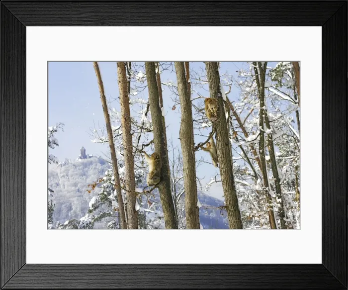 Framed Print : Barbary Macaque / Barbary Ape / Rock Ape - group sitting in trees. Mountain of Monkeys - Kientzheim - Alsace - France. Calling this species an ape is misleading for though it lacks a tail as do apes it is in fact a macaque Framed Print : Barbary Macaque / Barbary Ape / Rock Ape - group sitting in trees. Mountain of Monkeys - Kientzheim - Alsace - France. Calling this species an ape is misleading for though it lacks a tail as do apes it is in fact a macaque
