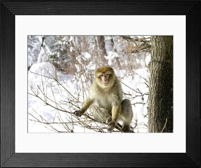 Framed Print : Barbary Macaque / Barbary Ape / Rock Ape - sitting in tree. Mountain of Monkeys - Kientzheim - Alsace - France. Calling this species an ape is misleading for though it lacks a tail as do apes it is in fact a macaque Framed Print : Barbary Macaque / Barbary Ape / Rock Ape - sitting in tree. Mountain of Monkeys - Kientzheim - Alsace - France. Calling this species an ape is misleading for though it lacks a tail as do apes it is in fact a macaque
