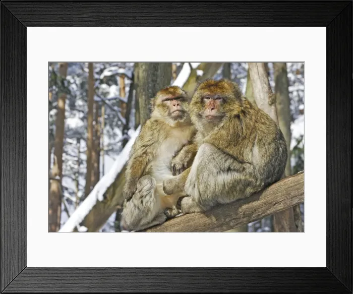 Framed Print : Barbary Macaque / Barbary Ape / Rock Ape - two sitting on branch. Mountain of Monkeys - Kientzheim - Alsace - France. Calling this species an ape is misleading for though it lacks a tail as do apes it is in fact a macaque Framed Print : Barbary Macaque / Barbary Ape / Rock Ape - two sitting on branch. Mountain of Monkeys - Kientzheim - Alsace - France. Calling this species an ape is misleading for though it lacks a tail as do apes it is in fact a macaque