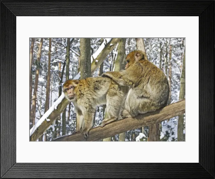 Framed Print : Barbary Macaque / Barbary Ape / Rock Ape - two grooming. Mountain of Monkeys - Kientzheim - Alsace - France. Calling this species an ape is misleading for though it lacks a tail as do apes it is in fact a macaque Framed Print : Barbary Macaque / Barbary Ape / Rock Ape - two grooming. Mountain of Monkeys - Kientzheim - Alsace - France. Calling this species an ape is misleading for though it lacks a tail as do apes it is in fact a macaque