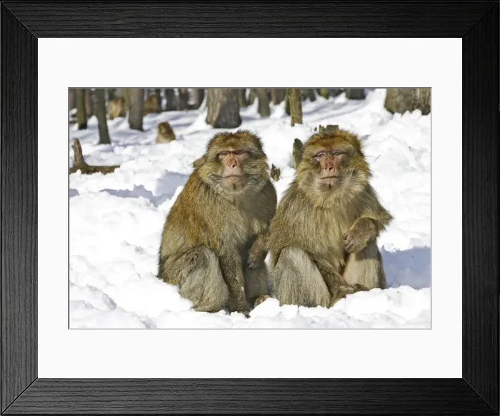 Framed Print : Barbary Macaque / Barbary Ape / Rock Ape - two sitting together in snow. Mountain of Monkeys - Kientzheim - Alsace - France. Calling this species an ape is misleading for though it lacks a tail as do apes it is in fact a macaque Framed Print : Barbary Macaque / Barbary Ape / Rock Ape - two sitting together in snow. Mountain of Monkeys - Kientzheim - Alsace - France. Calling this species an ape is misleading for though it lacks a tail as do apes it is in fact a macaque