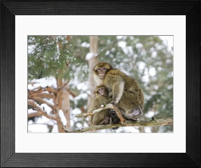 Framed Print : Barbary Macaque / Barbary Ape / Rock Ape - adult and young sitting in tree. Mountain of Monkeys - Kientzheim - Alsace - France. Calling this species an ape is misleading for though it lacks a tail as do apes it is in fact a macaque Framed Print : Barbary Macaque / Barbary Ape / Rock Ape - adult and young sitting in tree. Mountain of Monkeys - Kientzheim - Alsace - France. Calling this species an ape is misleading for though it lacks a tail as do apes it is in fact a macaque