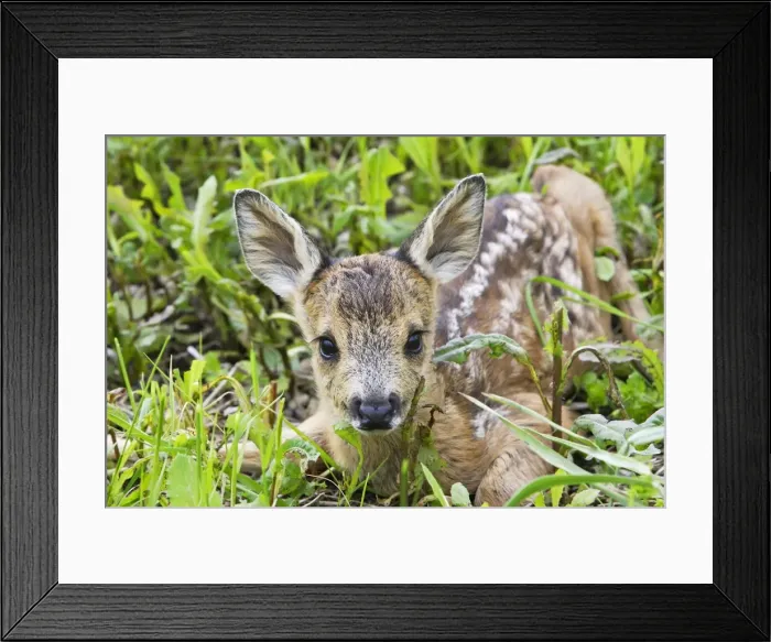 Framed Print : Roe Deer - fawn lying in grass. Alsace - France Framed Print : Roe Deer - fawn lying in grass. Alsace - France