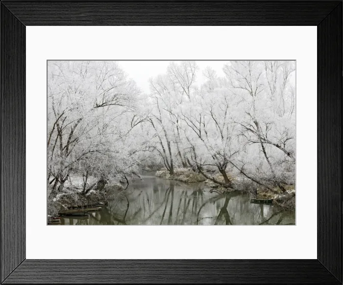 Framed Print : Willow Trees - along river covered in frost. Alsace - France Framed Print : Willow Trees - along river covered in frost. Alsace - France