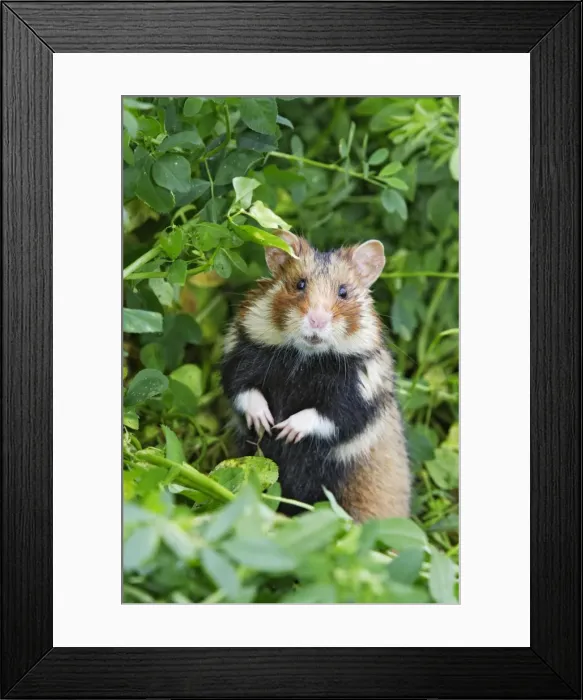 Framed Print : European / Black-bellied Hamster - on hind legs. Alsace - France Framed Print : European / Black-bellied Hamster - on hind legs. Alsace - France