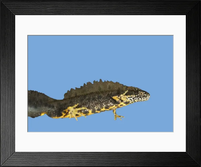 Framed Print : Great Crested Newt - male. Cut-out and placed on blue background Framed Print : Great Crested Newt - male. Cut-out and placed on blue background