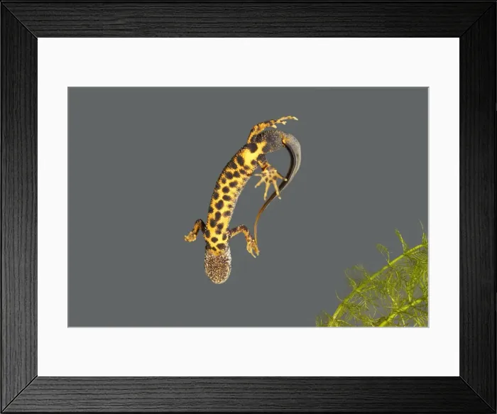 Framed Print : Great Crested Newt - male - underside Framed Print : Great Crested Newt - male - underside