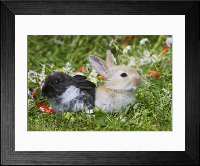 Framed Print : Domestic Rabbits - outside amongst flowers Framed Print : Domestic Rabbits - outside amongst flowers