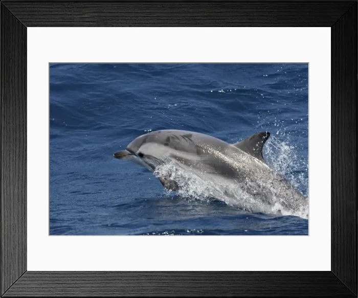Framed Print : Striped Dolphin - in the straits of Gibraltar Framed Print : Striped Dolphin - in the straits of Gibraltar