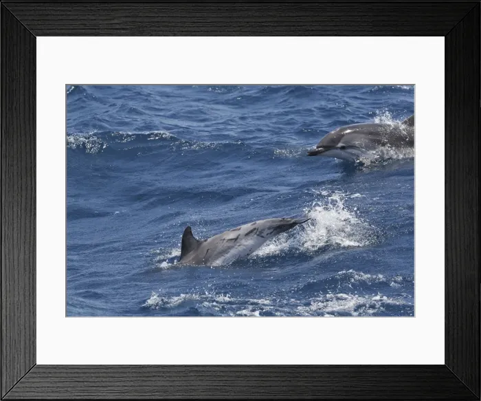 Framed Print : Striped Dolphins - swimming in the straits of Gibraltar Framed Print : Striped Dolphins - swimming in the straits of Gibraltar