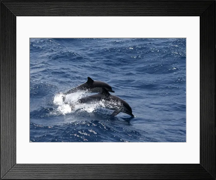 Framed Print : Striped Dolphins - swimming in the straits of Gibraltar Framed Print : Striped Dolphins - swimming in the straits of Gibraltar