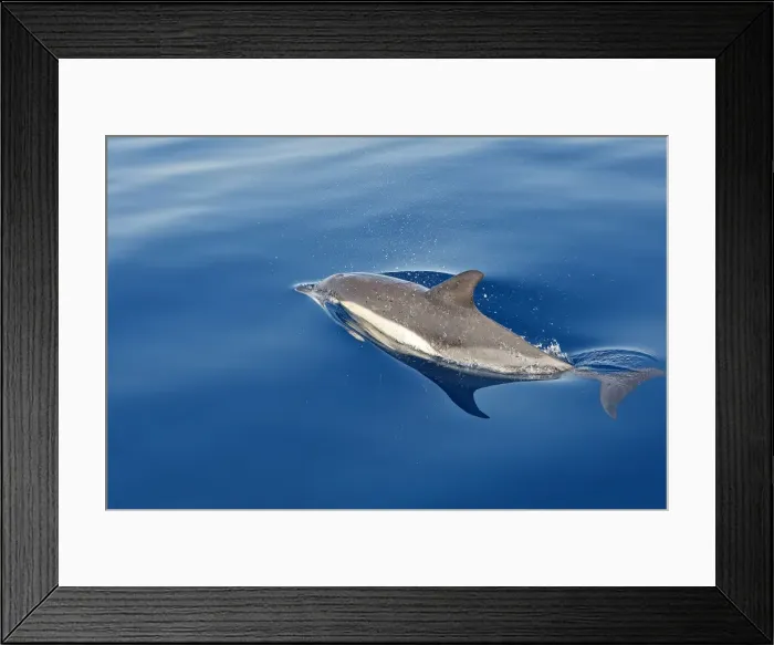 Framed Print : Common Dolphin - swimming in the strait of Gibraltar. Spain Framed Print : Common Dolphin - swimming in the strait of Gibraltar. Spain