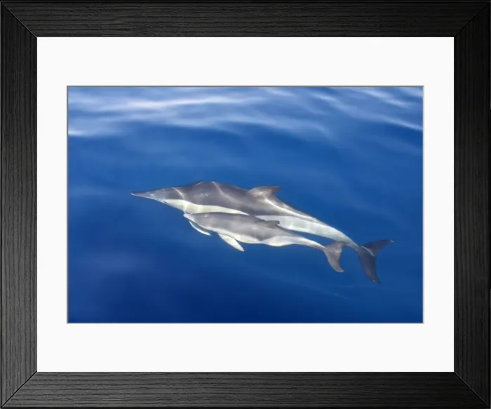 Framed Print : Common Dolphins - adult & young swimming in the strait of Gibraltar. Spain Framed Print : Common Dolphins - adult & young swimming in the strait of Gibraltar. Spain