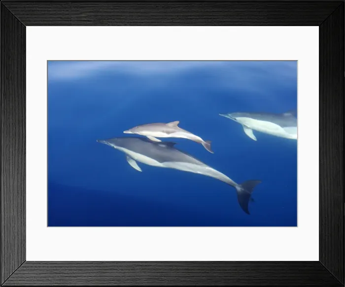 Framed Print : Common Dolphins - adults & young swimming in the strait of Gibraltar. Spain Framed Print : Common Dolphins - adults & young swimming in the strait of Gibraltar. Spain