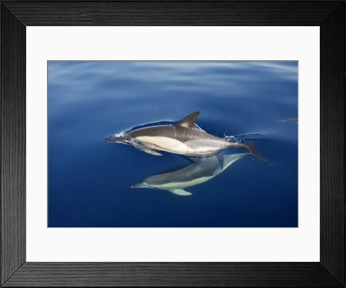 Framed Print : Common Dolphins - swimming in the strait of Gibraltar. Spain Framed Print : Common Dolphins - swimming in the strait of Gibraltar. Spain