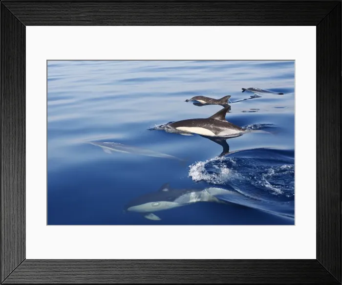 Framed Print : Common Dolphin - group swimming in the strait of Gibraltar. Spain Framed Print : Common Dolphin - group swimming in the strait of Gibraltar. Spain