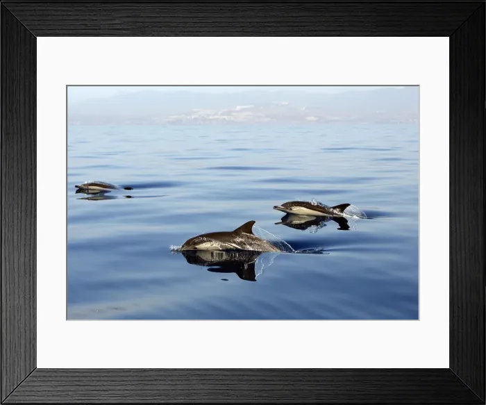 Framed Print : Common Dolphin - group swimming in the strait of Gibraltar. Spain Framed Print : Common Dolphin - group swimming in the strait of Gibraltar. Spain
