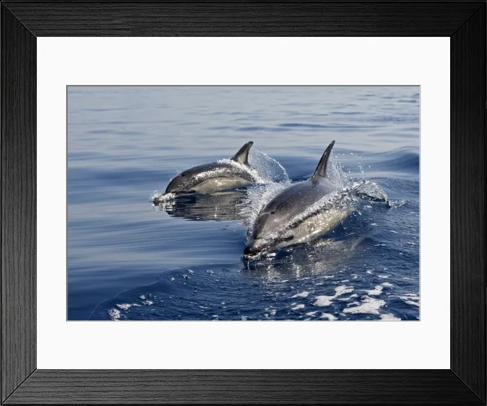 Framed Print : Common Dolphin - two swimming in the strait of Gibraltar. Spain Framed Print : Common Dolphin - two swimming in the strait of Gibraltar. Spain