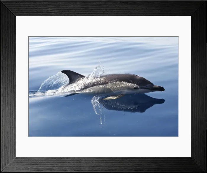 Framed Print : Common Dolphin - swimming in the strait of Gibraltar. Spain Framed Print : Common Dolphin - swimming in the strait of Gibraltar. Spain