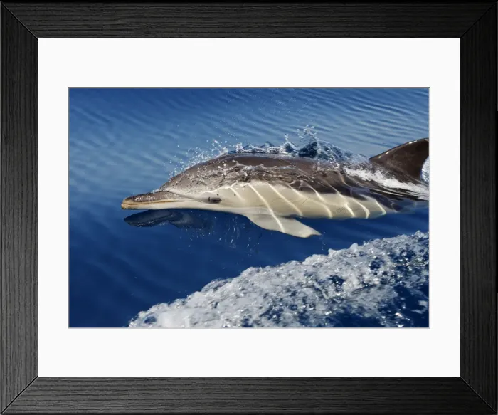 Framed Print : Common Dolphin - swimming in the strait of Gibraltar. Spain Framed Print : Common Dolphin - swimming in the strait of Gibraltar. Spain