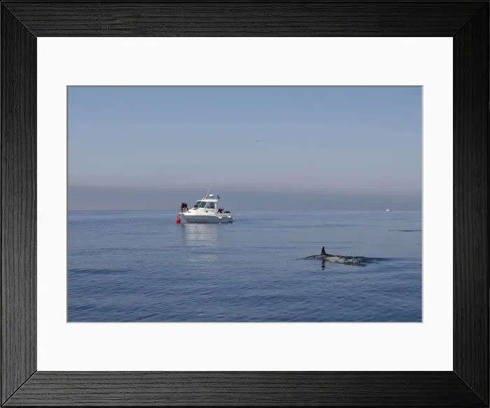 Framed Print : Common Dolphin - swimming in the strait of Gibraltar with boat behind. Spain Framed Print : Common Dolphin - swimming in the strait of Gibraltar with boat behind. Spain