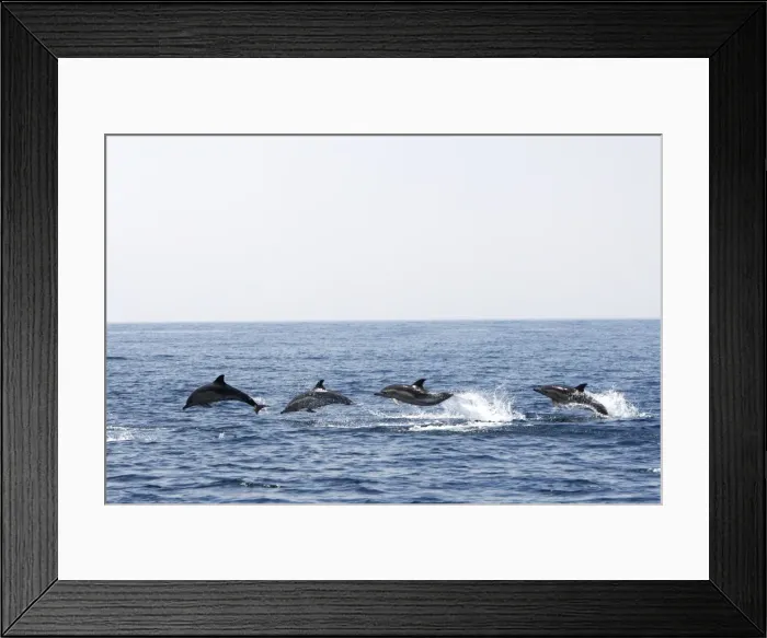 Framed Print : Common Dolphin - four swimming in line - leaping out of water in the strait of Gibraltar. Spain Framed Print : Common Dolphin - four swimming in line - leaping out of water in the strait of Gibraltar. Spain