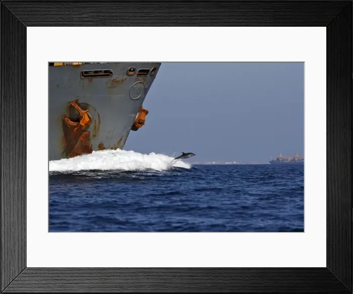 Framed Print : Striped Dolphin - playing / bow riding in front of cargo ship in the strait of Gibraltar. Spain Framed Print : Striped Dolphin - playing / bow riding in front of cargo ship in the strait of Gibraltar. Spain