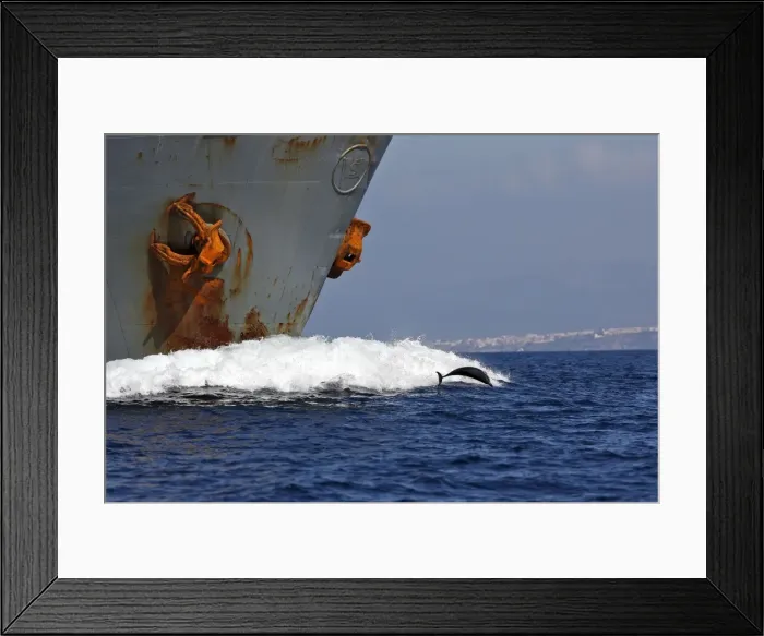 Framed Print : Striped Dolphin - playing / bow riding in front of cargo ship in the strait of Gibraltar. Spain Framed Print : Striped Dolphin - playing / bow riding in front of cargo ship in the strait of Gibraltar. Spain