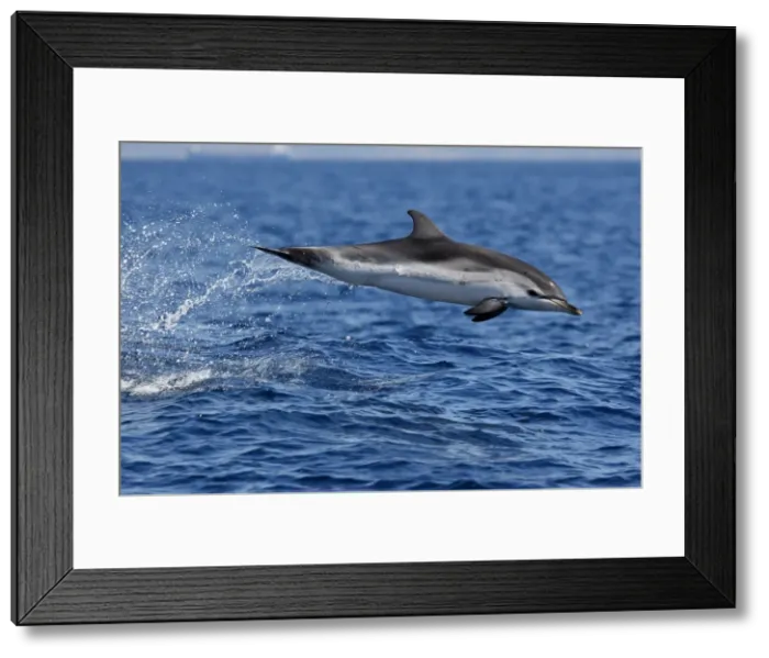 Framed Print : Striped Dolphin - leaping out of water in the strait of Gibraltar. Spain Framed Print : Striped Dolphin - leaping out of water in the strait of Gibraltar. Spain
