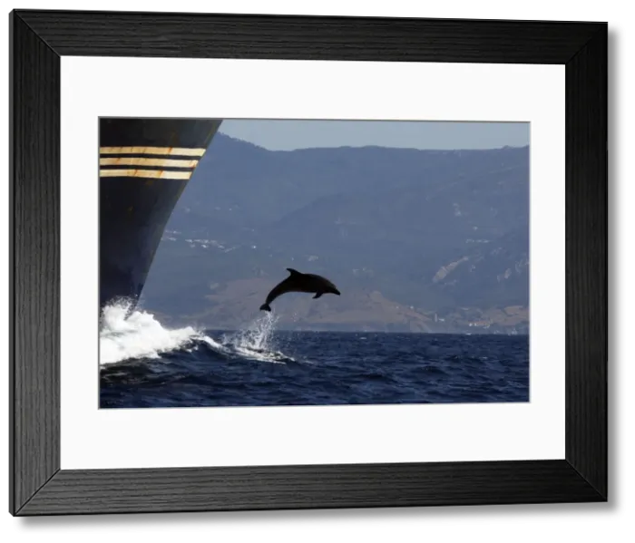 Framed Print : Bottlenose Dolphin - playing / bow riding in front of cargo ship in the strait of Gibraltar. Spain Framed Print : Bottlenose Dolphin - playing / bow riding in front of cargo ship in the strait of Gibraltar. Spain