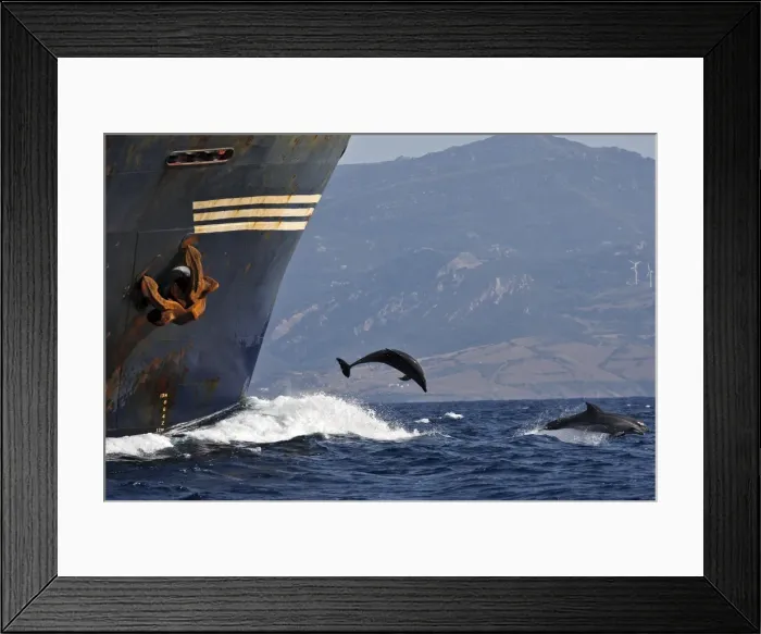 Framed Print : Bottlenose Dolphin - playing / bow riding in front of cargo ship in the strait of Gibraltar. Spain Framed Print : Bottlenose Dolphin - playing / bow riding in front of cargo ship in the strait of Gibraltar. Spain